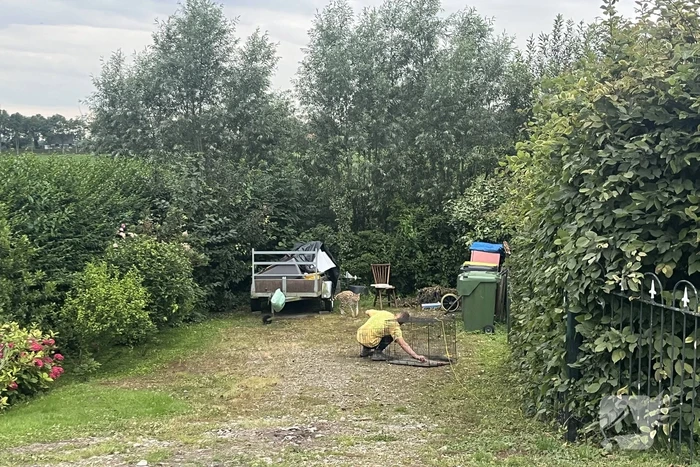 Tevergeefse pogingen om ontsnapte serval te vangen