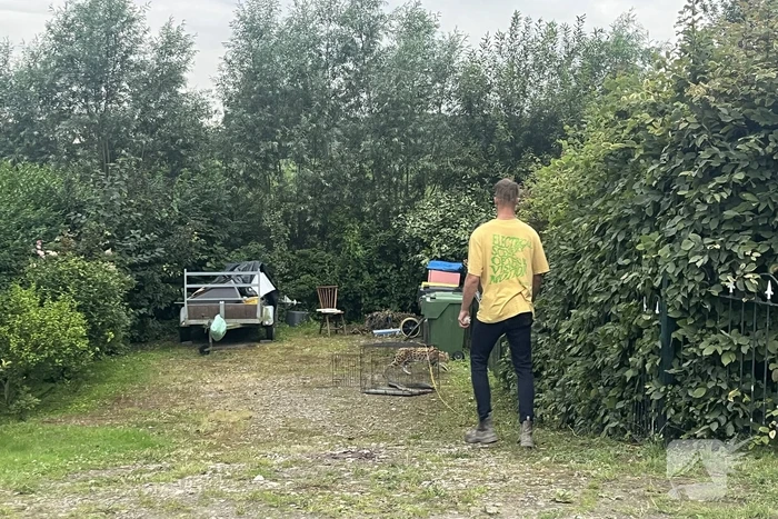 Tevergeefse pogingen om ontsnapte serval te vangen