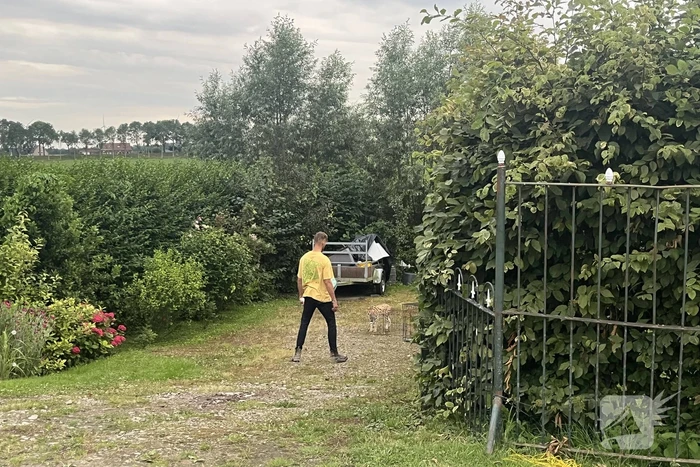 Tevergeefse pogingen om ontsnapte serval te vangen