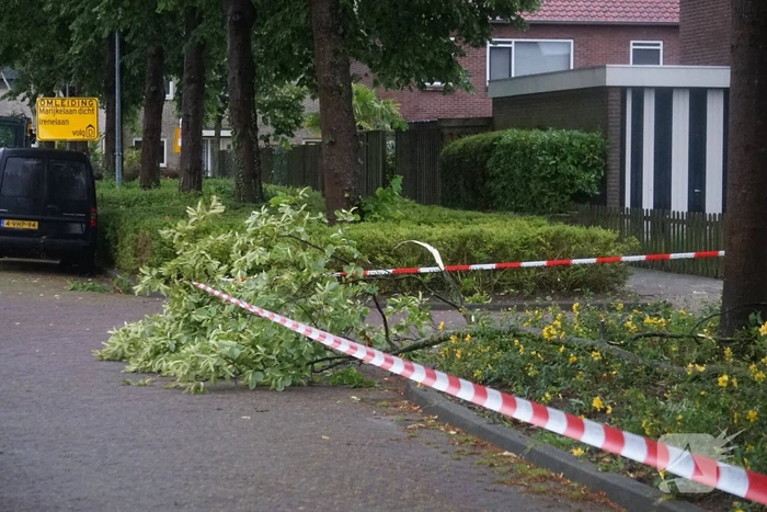 Takken waaien uit boom brandweer zet gebied af