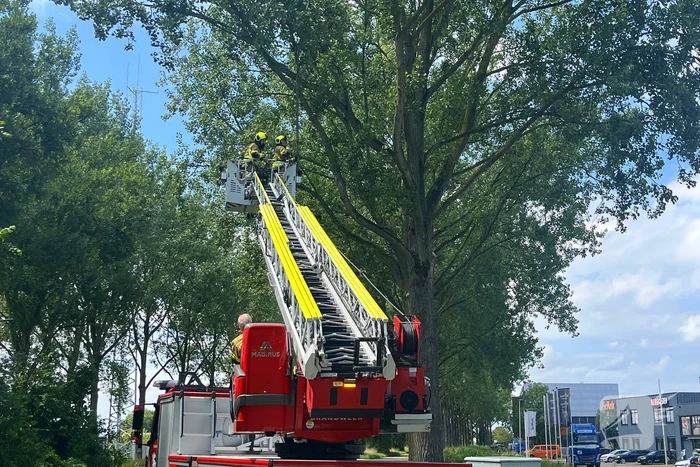 Brandweer verwijdert gevaarlijk hangende tak