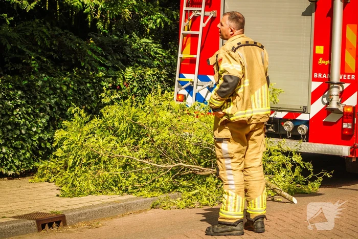 natuur dorpsstraat hazerswoude-dorp