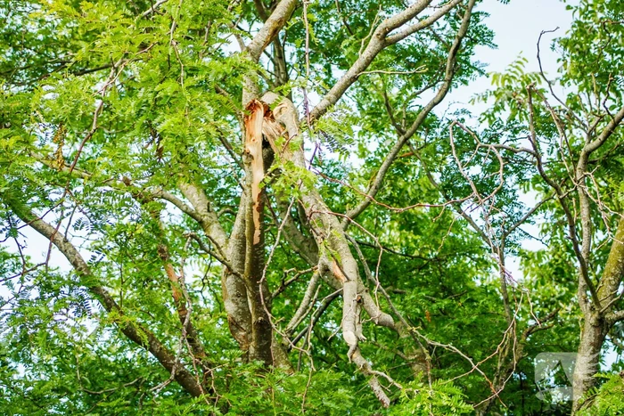 Loshangende tak uit boom gezaagd