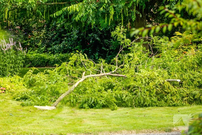 Loshangende tak uit boom gezaagd