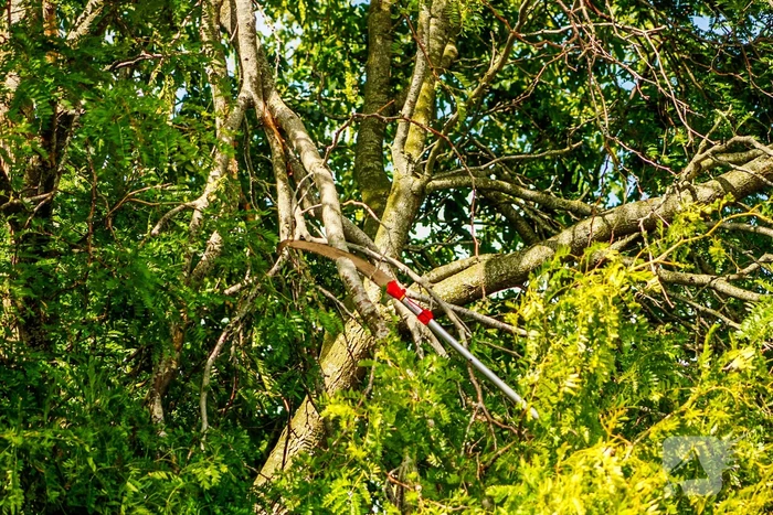 Loshangende tak uit boom gezaagd