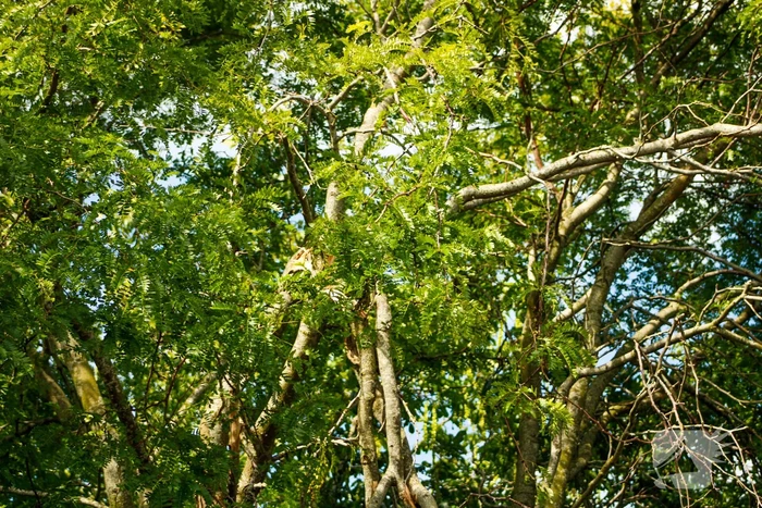 Loshangende tak uit boom gezaagd