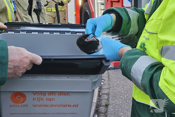 Buurt loopt uit voor vogel in schoorsteen