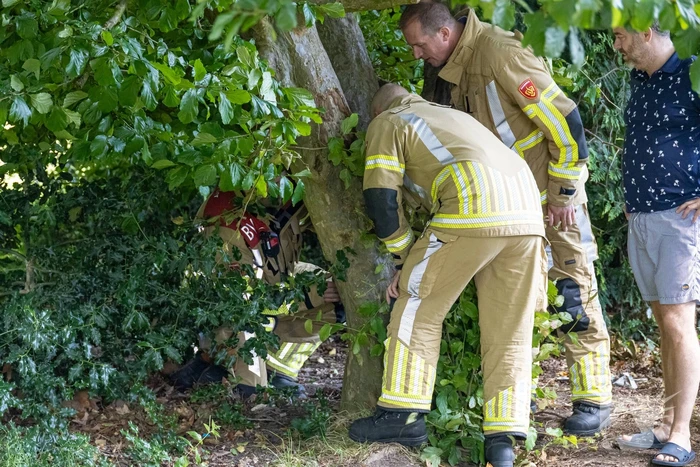Brandweer bevrijdt vastzittend kind in boom
