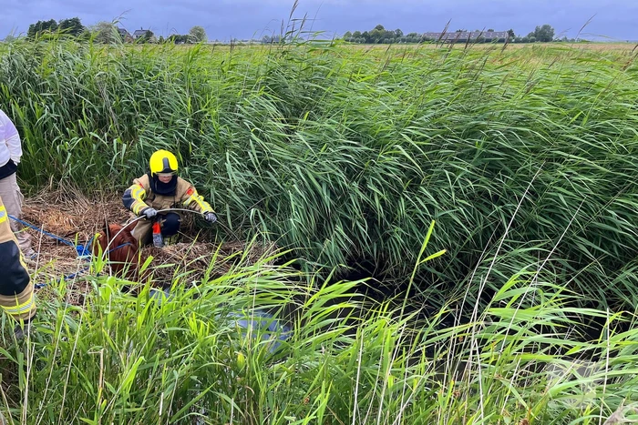 Brandweer ingezet voor paard te water