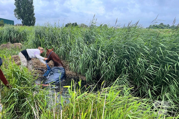 Brandweer ingezet voor paard te water
