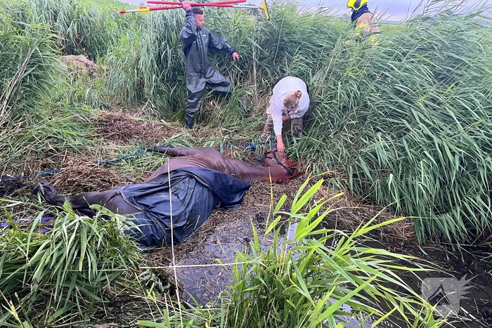 Brandweer ingezet voor paard te water