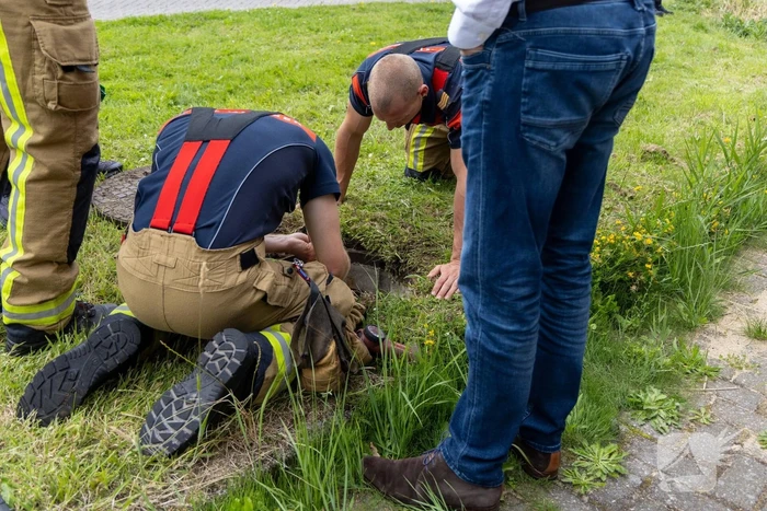 Twee waterhoentjes gevangen door de brandweer