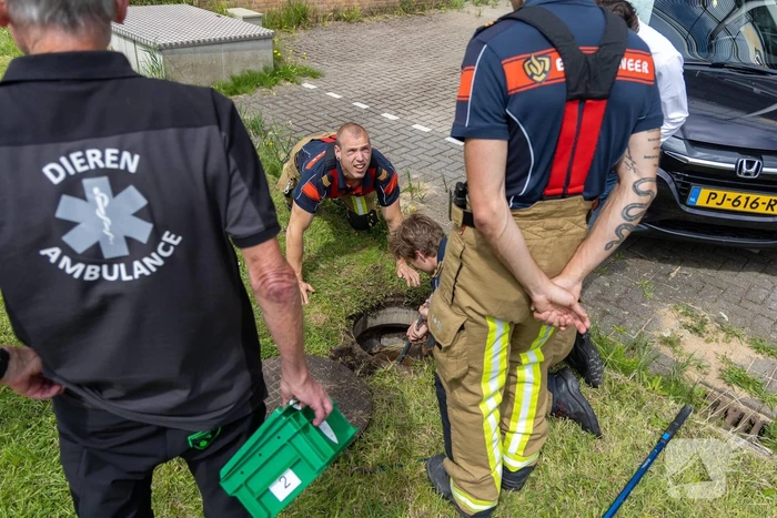 Twee waterhoentjes gevangen door de brandweer