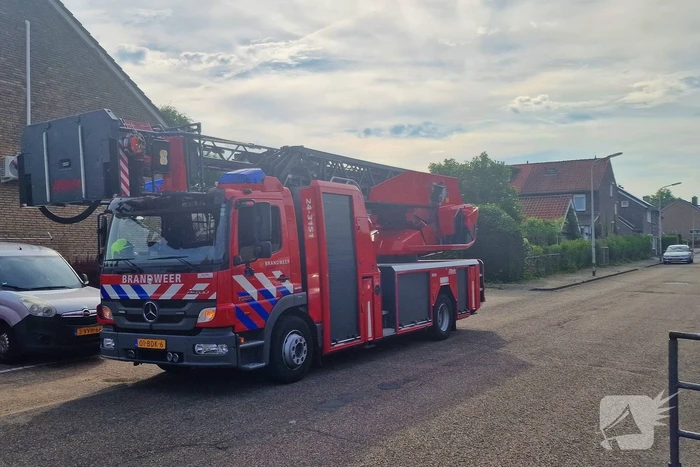 Brandweer redt jonge eekhoorntjes uit rolluik bak