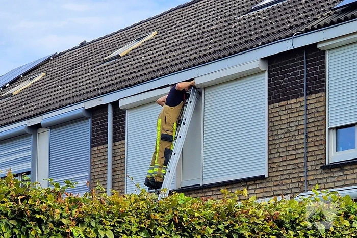 Brandweer redt jonge eekhoorntjes uit rolluik bak