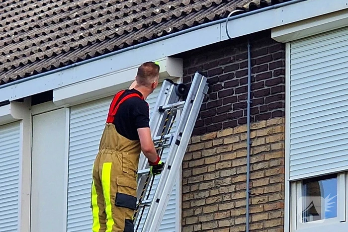 Brandweer redt jonge eekhoorntjes uit rolluik bak