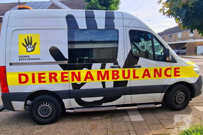 Brandweer redt jonge eekhoorntjes uit rolluik bak