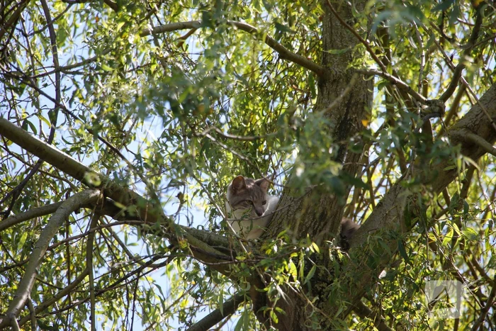 Brandweer redt poes uit boom
