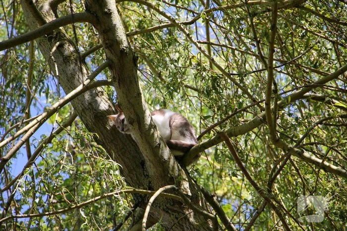 Brandweer redt poes uit boom