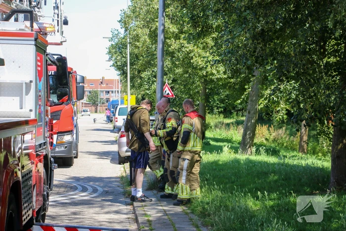 Brandweer redt poes uit boom