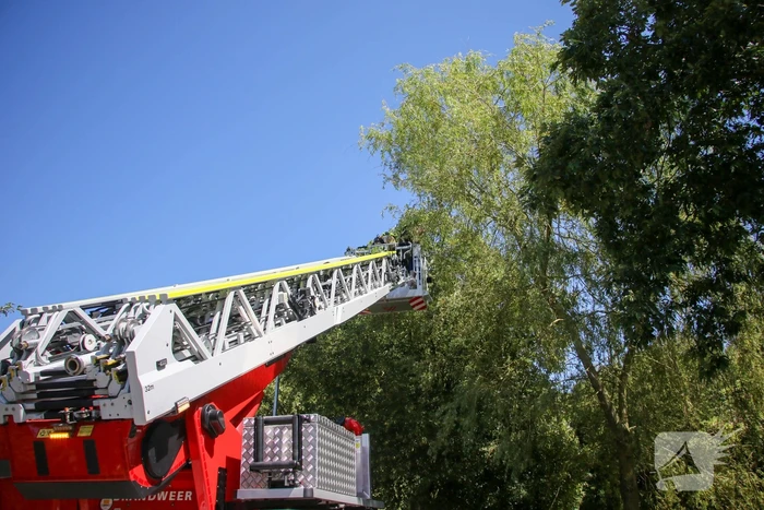 Brandweer redt poes uit boom