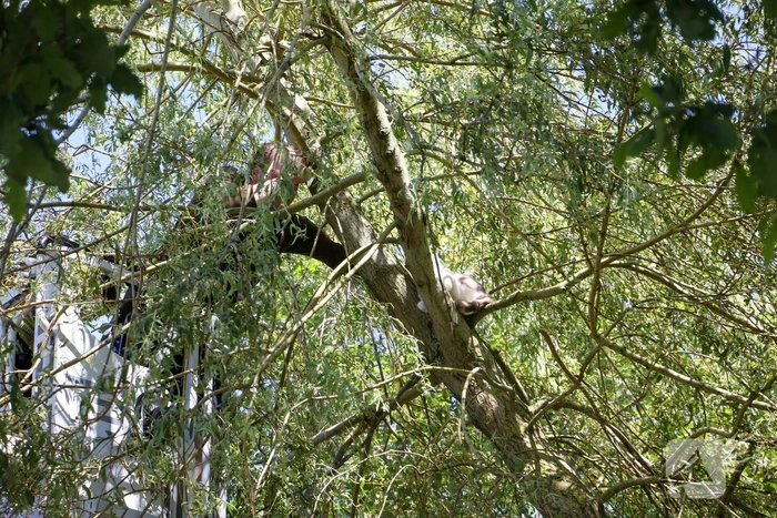 Brandweer redt poes uit boom