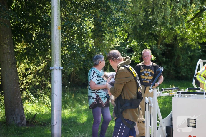 Brandweer redt poes uit boom