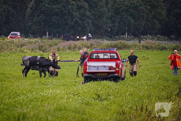 Twee koeien door brandweer uit sloot gered