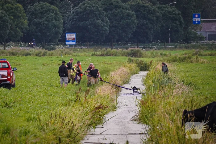 Twee koeien door brandweer uit sloot gered