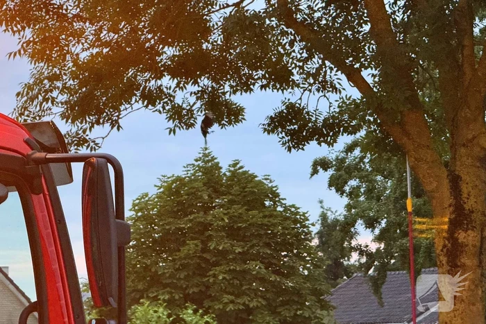 Vastzittende vogel door brandweer bevrijdt