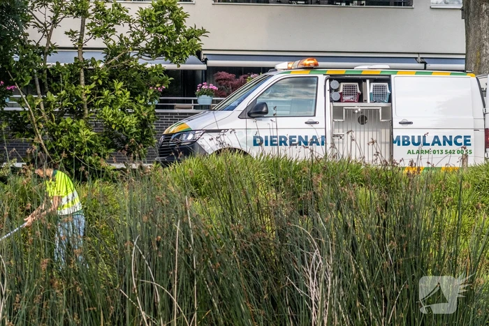 Verstrikte waterhoen laat zich niet vangen