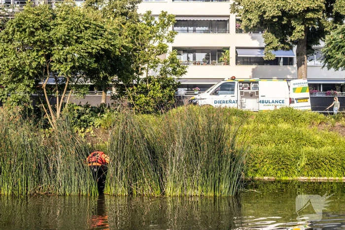 Verstrikte waterhoen laat zich niet vangen