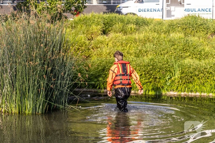 Verstrikte waterhoen laat zich niet vangen