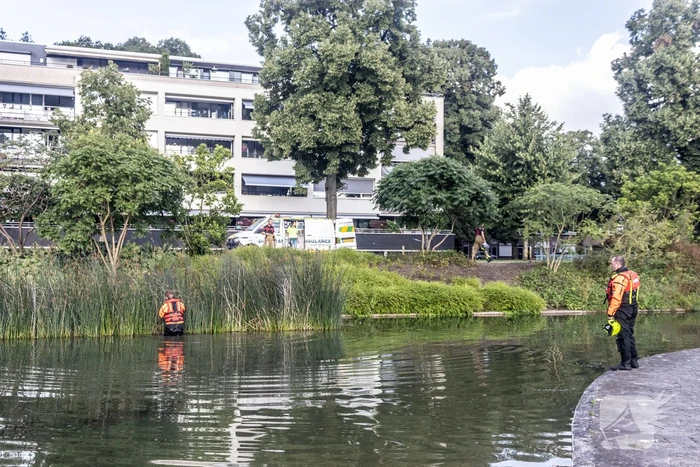 Verstrikte waterhoen laat zich niet vangen