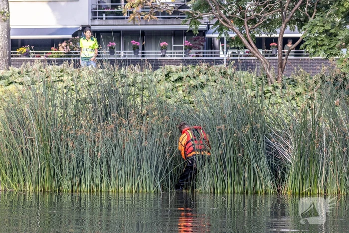 Verstrikte waterhoen laat zich niet vangen