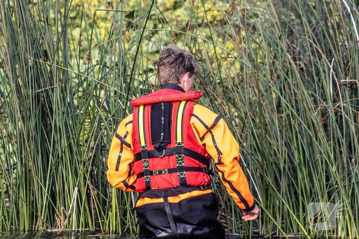 Verstrikte waterhoen laat zich niet vangen