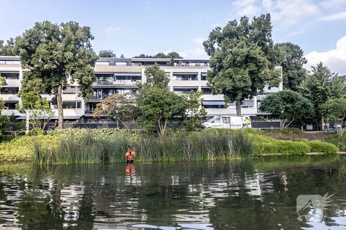 Verstrikte waterhoen laat zich niet vangen