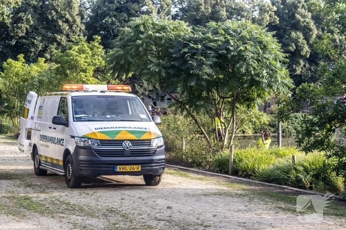 Verstrikte waterhoen laat zich niet vangen
