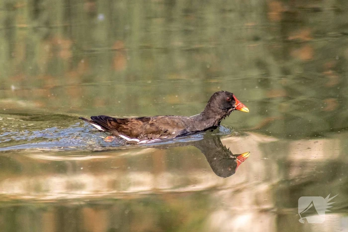 Verstrikte waterhoen laat zich niet vangen