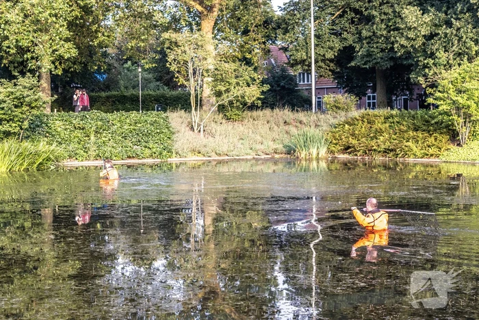 Verstrikte waterhoen laat zich niet vangen