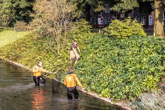 Verstrikte waterhoen laat zich niet vangen