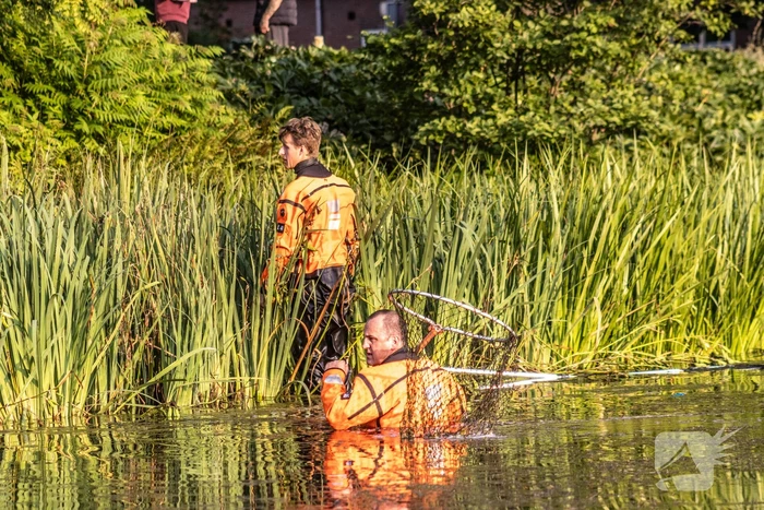 Verstrikte waterhoen laat zich niet vangen
