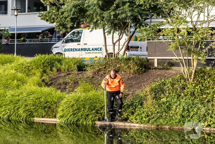 Verstrikte waterhoen laat zich niet vangen