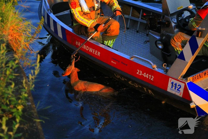 Brandweer haalt overleden ree uit het water