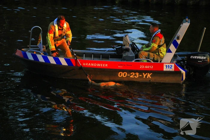 Brandweer haalt overleden ree uit het water