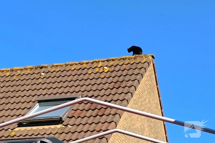 Brandweer haalt kat van dak