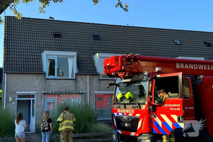 nieuws koekoeksbloem duiven