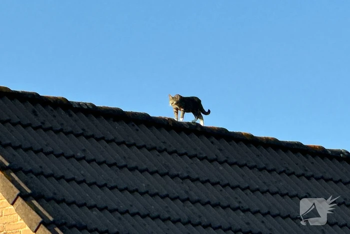 Brandweer haalt kat van dak met hoogwerker
