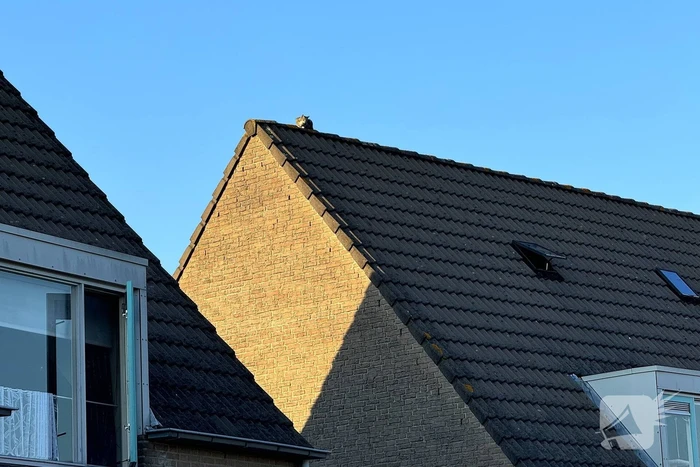 Brandweer haalt kat van dak met hoogwerker