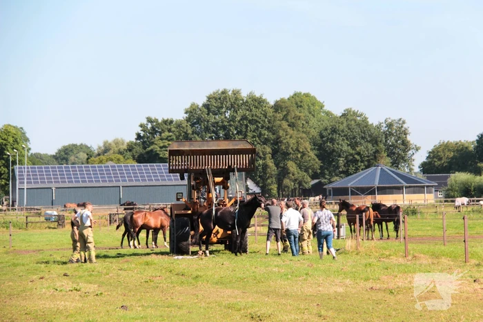 Brandweer schiet paard in problemen te hulp
